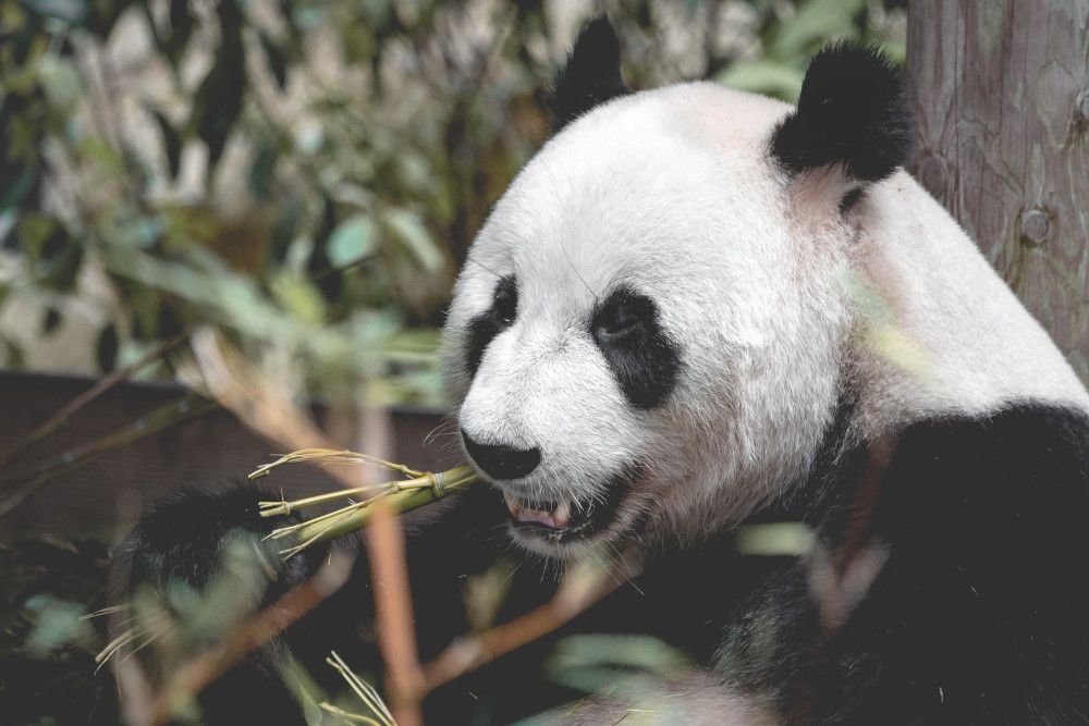 panda